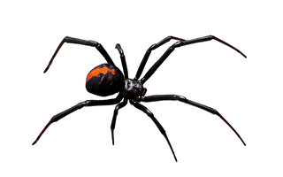 美國5州市售葡萄發現黑寡婦蜘蛛 可致命