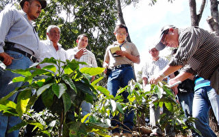 台植病专家考察瓜国咖啡树病害