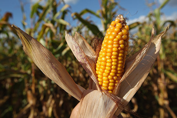 需求缺口大 中國高價進口美國玉米