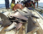 新西兰10日宣布，将于2年内全面禁止捕捉鲨鱼后，禁止割下鱼鳍后将鲨鱼丢回海里。图为菲律宾渔民捕获的鲨鱼鳍。（AFP）
