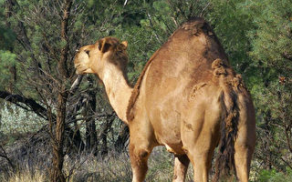 澳洲野生骆驼“被裁员” 数量已受控