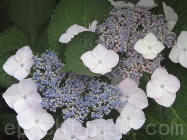 超长姓35个英文字母意义非凡 姓名奇闻 最长 大纪元