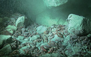 烏龜怪方蟹  海底溫泉特有生物
