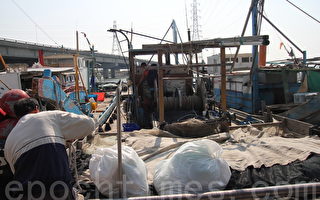 寒流帶來野生烏魚  彰化漁民整備中