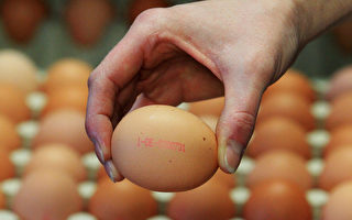 禽流感爆发 圣诞节澳洲鸡蛋供应会受影响