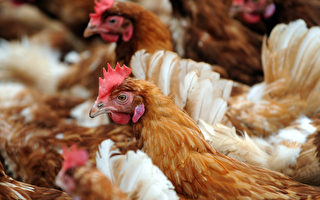 澳洲ACCC打擊假放養雞 兩雞蛋商遭起訴
