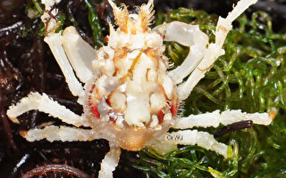 世界新物种螃蟹现踪 全身卷毛镶鲜红斑块