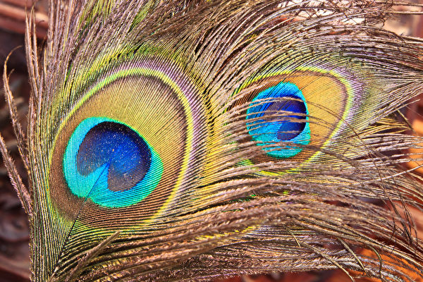 組圖：孔雀的羽毛漂亮 微觀下更美