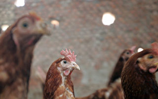 【周晓辉】三地现致命禽流感病例  个案还是在蔓延？