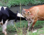 黃牛與乳牛(攝影：王嘉益  大紀元)