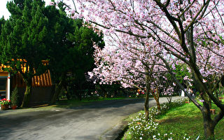 北市櫻花季  推薦10大景點