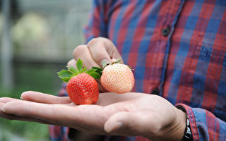 莓農試種白草莓  限量供嚐鮮