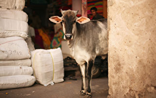 争当主人 印度警让牛自己决定