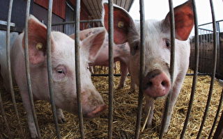 猪流行性腹泻病毒肆虐 美10%母猪受感染
