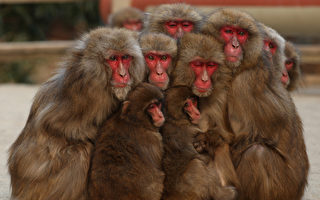 日本山口频现猴子攻击人 58人遇袭多人受伤