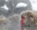 绝！冬日里日本雪猴恋上温泉（组图）