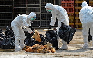 组图：大陆禽流扩散香港 半日杀2万活鸡