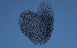 情人节献礼 以色列候鸟排成心形图案