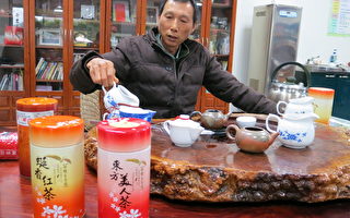 膨风茶的常胜军 研发红茶新品受欢迎