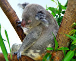 澳洲留學去 袋鼠相伴(3)