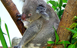 澳洲留学去 袋鼠相伴(3)