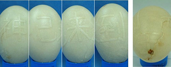 神奇“藏字蛋”惊现“神已来到”与“王”五个汉字(图片由作者提供) 神奇“藏字蛋”惊现“神已来到”与“王”五个汉字(图片由作者提供)