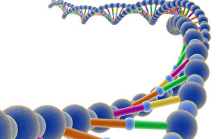 生物學家：遺傳非決定一切 思維可掌控基因