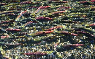 菲沙河红鲑鱼洄游今年或破记录