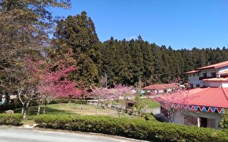 阿里山赏樱私密景点二万坪风景区