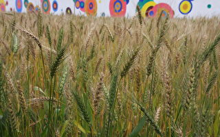 平镇小麦成熟　活化休耕农地