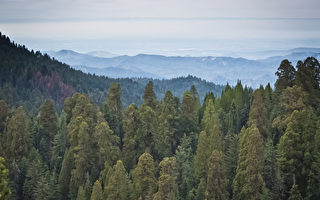 組圖：巨樹林立 美國紅杉國家公園