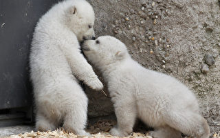 【视频】超可爱的龙凤胎小北极熊