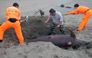 4天3起  苗栗沿海見死亡鯨豚