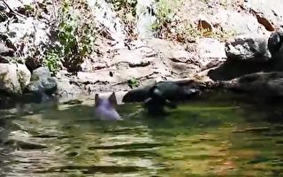 【視頻】豬崽水中救羊 假視頻救了動物園