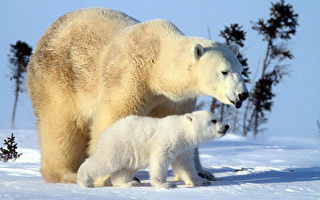 零下40度守候  北极熊母子萌