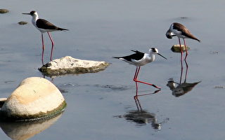 南投市平林溪河床悠闲觅食的冬候鸟高脚鸻。（南投市公所提供）
