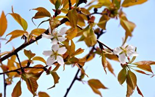 太空櫻花樹開花  比預期早6年