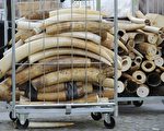 4月9日，比利时销毁了1.5吨被没收的非法象牙和象牙制品，以此行动来表明比利时政府支持世界范围打击偷猎大象的违法行为。（JOHN THYS/AFP/Getty Images）