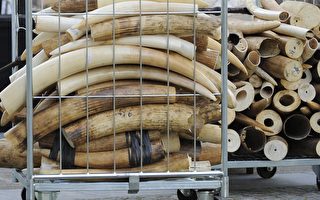 保护大象 比利时销毁1.5吨象牙