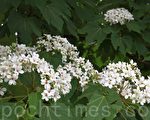 桐花公園桐花盛開。(許享富 /大紀元)