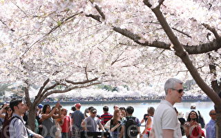 組圖：華府櫻花盛開 吸引數十萬賞花客