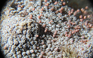 垦丁七种珊瑚  开始产卵