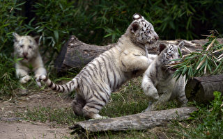 组图：阿根廷动物园3只小白虎超萌亮相