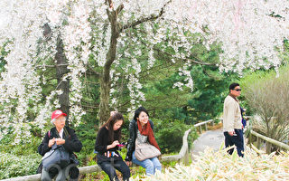 布碌崙植物园樱花节周末登场