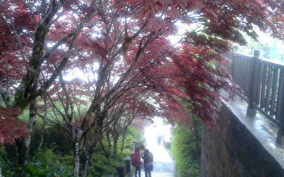 宜蘭太平山  紫葉槭火紅迎賓