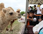 工商婦女會郊遊摘草莓觀野生動物