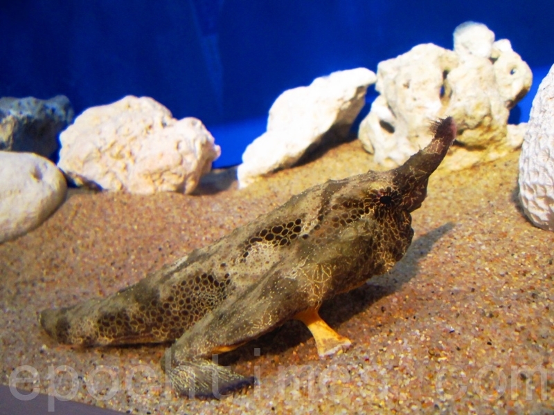 有手有脚 怪怪鱼长鼻蝙蝠鱼 动物奇观 奇形怪状 长手鱼 大纪元