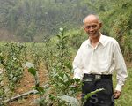 8旬翁种红茶 盼带动鹿谷新产业