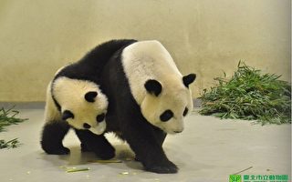 【视频】动物园母亲节：熊猫圆仔爱马麻