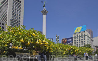 組圖：舊金山聯合廣場 曼陀羅花盛開